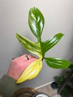 Philodendron Florida Beauty, Enlèvement ou Envoi