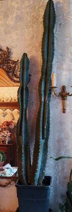 cactus cierge tres grand, Enlèvement, Cactus, Plein soleil, 150 à 200 cm