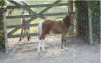 Oktober deals maand, Dieren en Toebehoren, Pony's, Merrie, Gechipt, Niet van toepassing, 0 tot 2 jaar