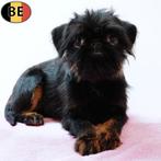 Belgische Griffon (teefje) puppy te koop, Dieren en Toebehoren, België, 15 weken tot 1 jaar, CDV (hondenziekte), Teef