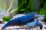 Blauwe Gabonese Handwaaier garnaal zoetwater (erg zeldzaam), Kreeft, Krab of Garnaal, Zoetwatervis