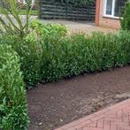 Prunus Sofia , Caucasica ,Rotundifolia  enz, Tuin en Terras, Planten | Struiken en Hagen, Ophalen of Verzenden, Struik