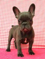 Des chiots bouledogues français super mignons !, 15 semaines à 1 an, Étranger, Hépatite contagieuse (maladie de Rubarth), Plusieurs animaux