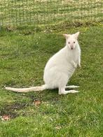 Witte kangoeroe mannen, Dieren en Toebehoren