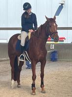 Paard te koop, Dieren en Toebehoren, Paarden, Merrie, Springpaard, Gechipt, 3 tot 6 jaar