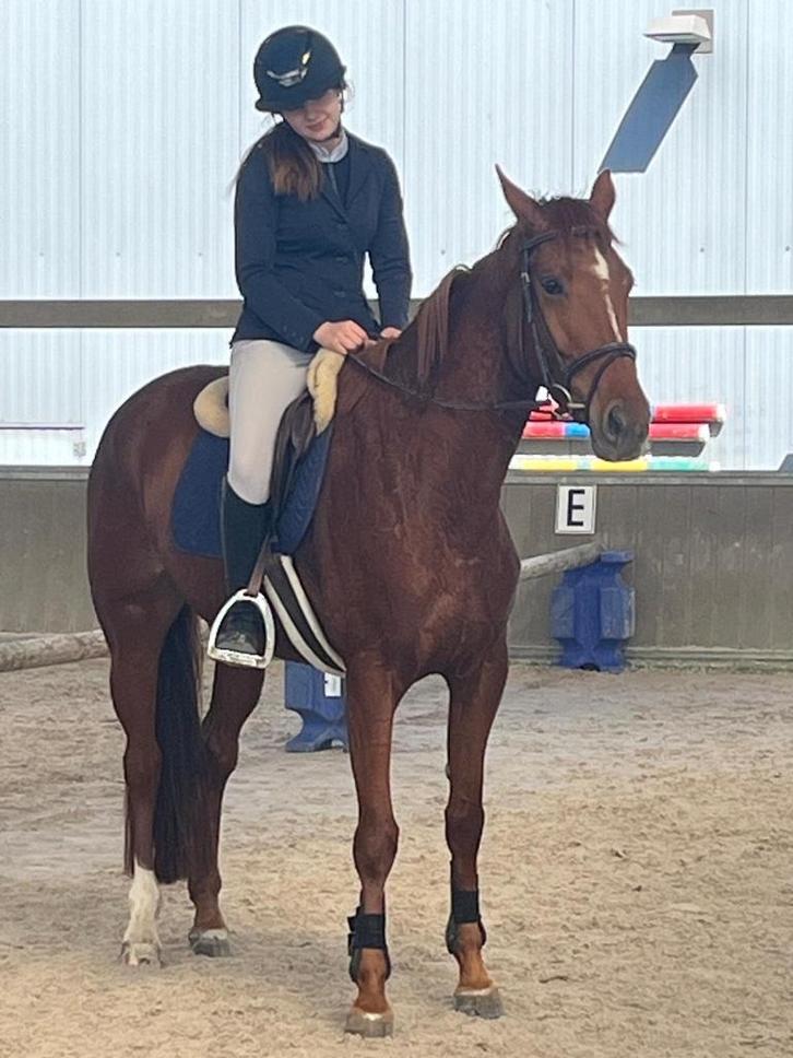 Paard te koop, Dieren en Toebehoren, Paarden, Merrie, 160 tot 165 cm, 3 tot 6 jaar, Springpaard, Met stamboom, Gechipt, Ontwormd
