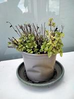 tuinplant Munt Mentha spicata keukenkruid, Ophalen