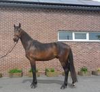 3 jarig dressuurpaard, Dieren en Toebehoren, Paarden, Gechipt, Dressuurpaard, Hengst, 3 tot 6 jaar