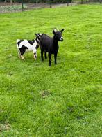 Twee jonge geiten, Animaux & Accessoires, Moutons, Chèvres & Cochons, Femelle, Chèvre, 0 à 2 ans
