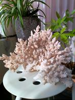 Grote koraal ., Ophalen