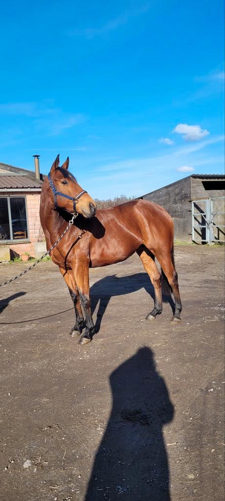 Engelse volbloedmerrie, Dieren en Toebehoren, Paarden