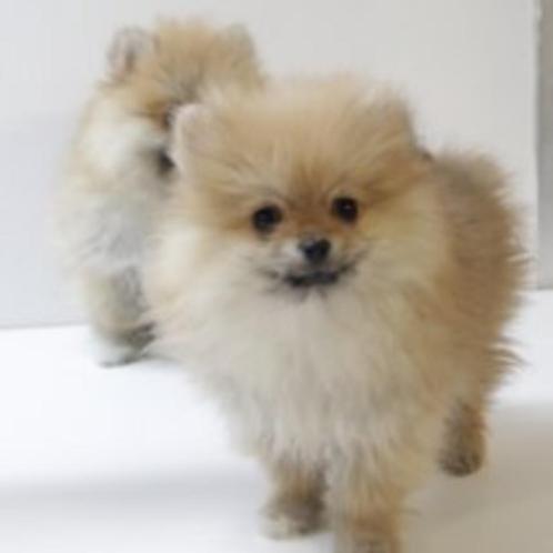 Schattige Pomeriaantjes pup te koop, Dieren en Toebehoren, Honden | Poolhonden, Keeshonden en Oertypen, Meerdere dieren, Keeshond