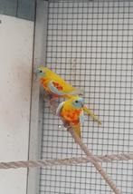 3 turquoisine parkiet mannen 2025, Mâle, Perruche, Bagué