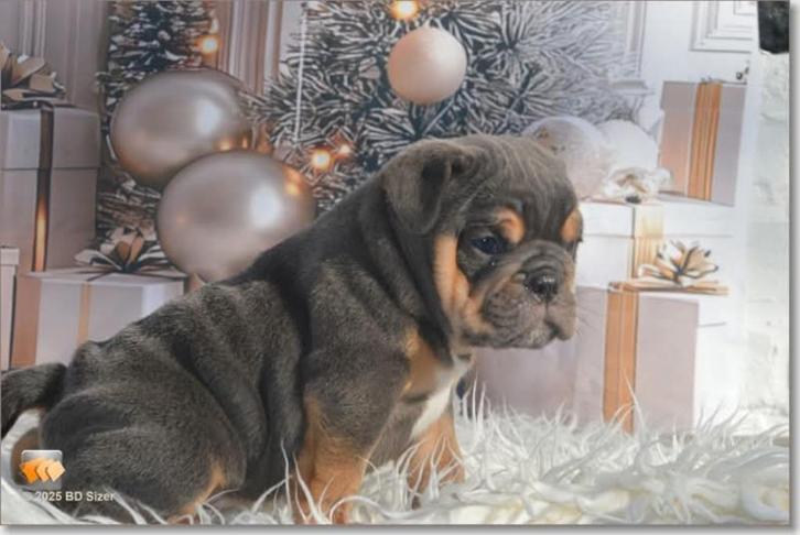 Old English bulldog puppy's . Mogen het nest verlaten., Dieren en Toebehoren, Honden | Bulldogs, Pinschers en Molossers, Meerdere dieren
