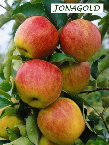 ZEER FORSE LAAGSTAM APPELAARS,  8€/STUK, 2 VOOR 15€ beschikbaar voor biedingen