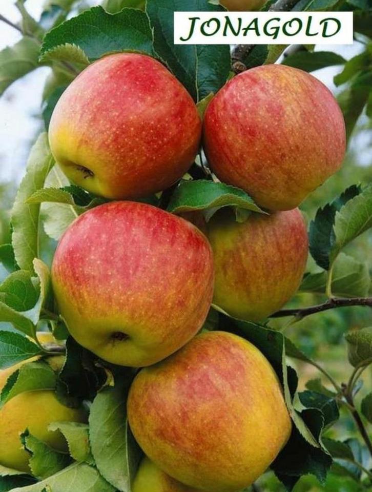 ZEER FORSE LAAGSTAM APPELAARS,  8€/STUK, 2 VOOR 15€, Tuin en Terras, Planten | Fruitbomen, Ophalen of Verzenden