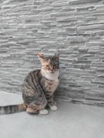 Poes, Auto's, Overige Auto's, Particulier, Te koop
