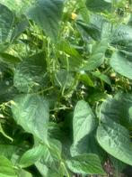 Verse princesseboontjes bio gekweekt, Tuin en Terras, Planten | Tuinplanten, Ophalen