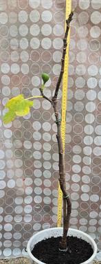 Figuier Ficus Carica, Figuier, En pot, Plein soleil, Moins de 100 cm