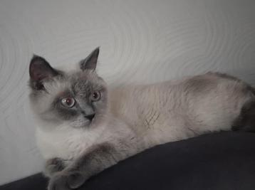 Britse korthaar herplaatser, Dieren en Toebehoren, Katten en Kittens | Raskatten | Korthaar, Poes, Gechipt, 0 tot 2 jaar