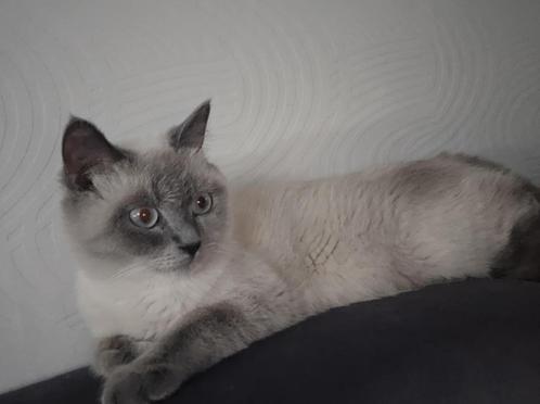 Britse korthaar herplaatser, Dieren en Toebehoren, Katten en Kittens | Raskatten | Korthaar, Poes, 0 tot 2 jaar, Gechipt, Ontwormd