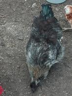 Zijdehoen haan, Dieren en Toebehoren, Pluimvee, Mannelijk, Kip