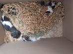 heel mooie cavia's nu beschikbaar !!, Meerdere dieren, Cavia, Tam