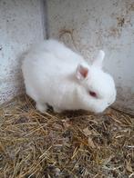 Kleurdwergjes, Dieren en Toebehoren, Konijnen, Mannelijk, 0 tot 2 jaar