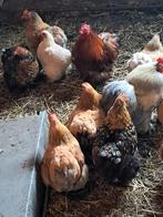 Cochin, Dieren en Toebehoren