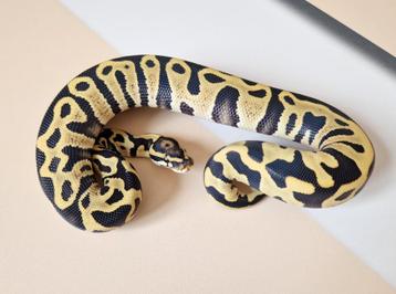 Leopard DG het Clown man  beschikbaar voor biedingen