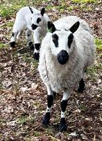 Mouton Kerry Hill avec agneau, Animaux & Accessoires, Femelle