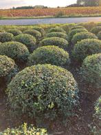 Osmanthus burkwoodii bollen, Ophalen