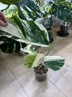 Monstera Deliciosa Albo Variegata (High grade var), Huis en Inrichting, Kamerplanten, Ophalen