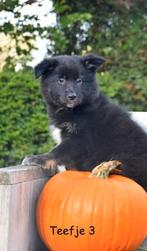 Heel mooie kruising Herder pup, Dieren en Toebehoren, België, CDV (hondenziekte), 8 tot 15 weken, Meerdere