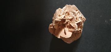 Zandroos uit de Sahara van Algerije beschikbaar voor biedingen