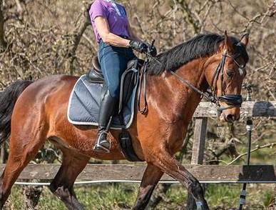 Kwpn ruin, Animaux & Accessoires, Chevaux, Hongre, Z, 160 à 165 cm, 11 ans ou plus, Cheval de récréation, Avec pedigree, Avec puce électronique