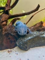 Axolotl (Mexicaanse wandelvis), Animaux & Accessoires, Reptiles & Amphibiens, Amphibien, 0 à 2 ans