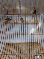 Het zijn witte geel mozaiek groen agaat