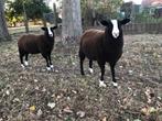 Zwartbles schapen bok, Dieren en Toebehoren, Schapen, Geiten en Varkens, Mannelijk, Schaap, 0 tot 2 jaar