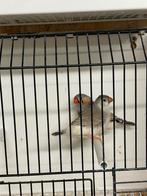 Jong koppeltje bleekrug zwartborst zebravinken, Plusieurs animaux, Oiseau tropical, Bagué