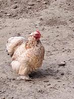 Cochin krielhen, Dieren en Toebehoren, Pluimvee, Vrouwelijk, Kip