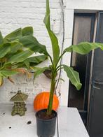 Musa basjoo Japanse vezelbanaan, Tuin en Terras, Ophalen