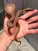 Boa constrictor imperator nk25, Dieren en Toebehoren, Reptielen en Amfibieën, Slang, Tam, 0 tot 2 jaar