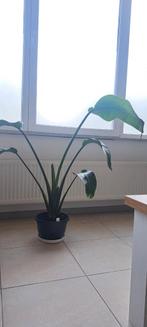 Strelitzia Nicolai, Ophalen