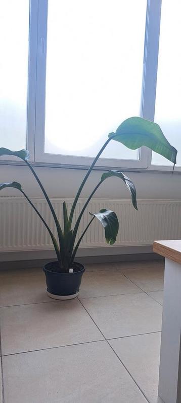 Strelitzia Nicolai  beschikbaar voor biedingen