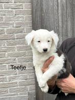 Leuke border collie puppy’s (raszuivere), Dieren en Toebehoren, CDV (hondenziekte), België, Fokker | Hobbymatig, 8 tot 15 weken