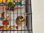 Dwergpapegaai, Dieren en Toebehoren, Geslacht onbekend, Dwergpapegaai of Agapornis