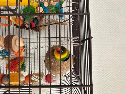 Dwergpapegaai, Dieren en Toebehoren, Vogels | Parkieten en Papegaaien, Dwergpapegaai of Agapornis, Geslacht onbekend