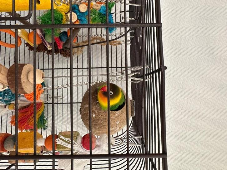 Dwergpapegaai, Dieren en Toebehoren, Vogels | Parkieten en Papegaaien, Dwergpapegaai of Agapornis, Geslacht onbekend