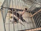 Valkparkieten, Dieren en Toebehoren, Vogels | Kanaries